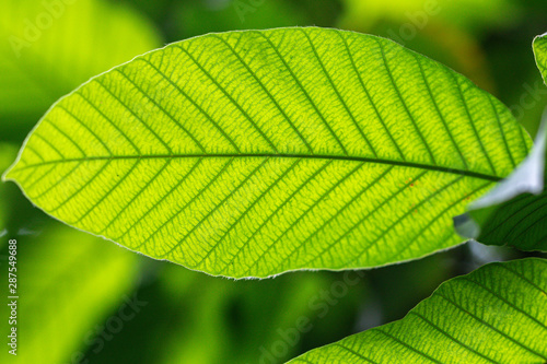 Tropical green leaves background.Green color tone.