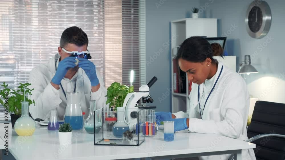 Two multiracial research scientists making experiments with different organic materials and instruments. Woman working with tweezers and plant leaf. Man - with magnifying glasses and stone. Two multiracial research scientists making experiments with different organic materials and instruments. Woman working with tweezers and plant leaf. Man - with magnifying glasses and stone.