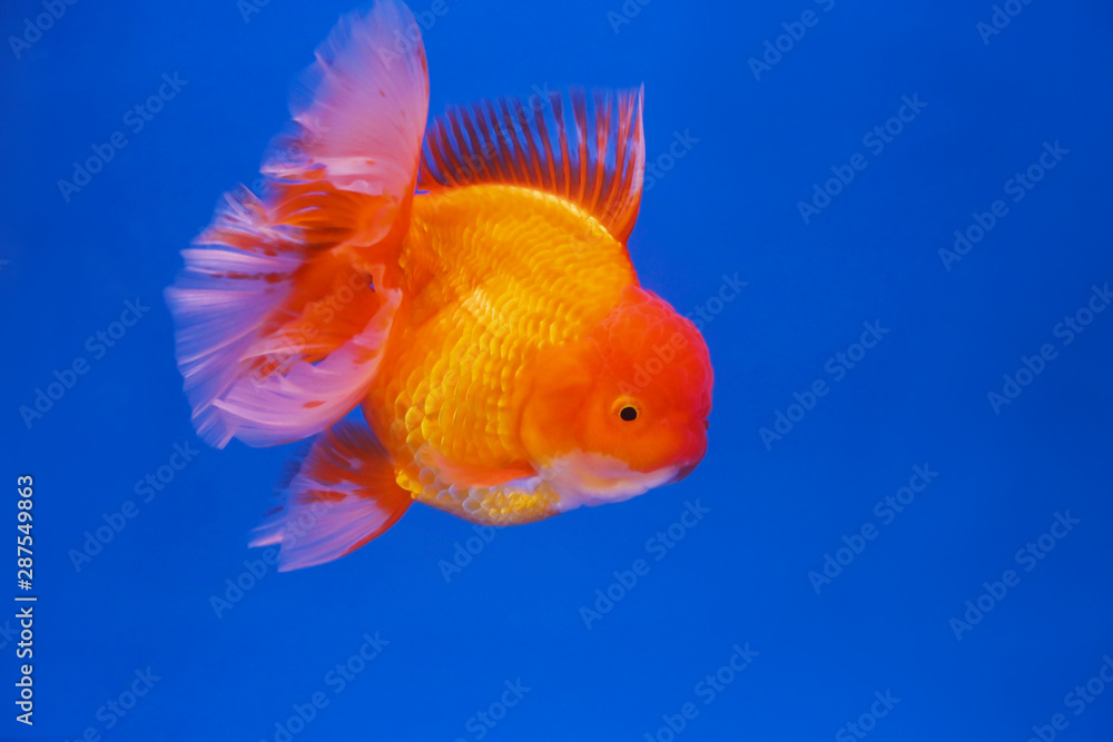 Fototapeta premium Beautiful fish on the background wallpaper