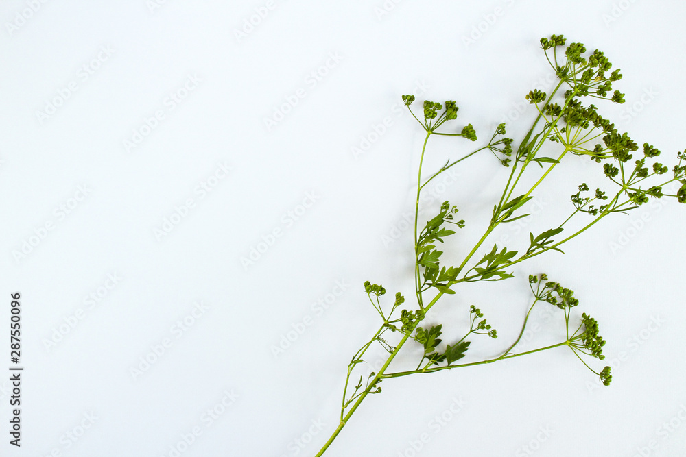 fresh organic parsley branch with seeds
