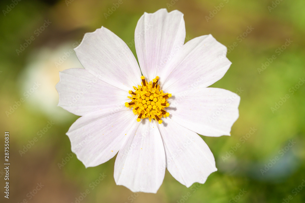 White cosmos flower with garden background macro White cosmos flower with garden background macro