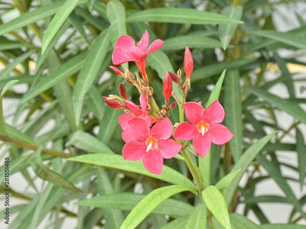 Pink Nerium oleander flower with leaves isolated on blurred background. Close up. Selective focus. Pink Nerium oleander flower with leaves isolated on blurred background. Close up. Selective focus.
