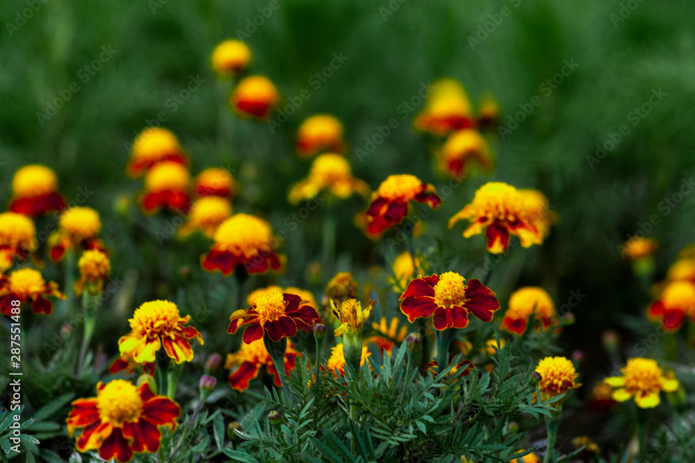 yellow flowers in the garden