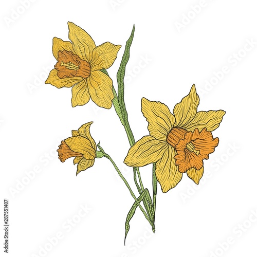 Blooming iris and Narcissus flowers. Branch with unopened buds and leaves. Vector illustration hand-drawn for design isolated on white background.