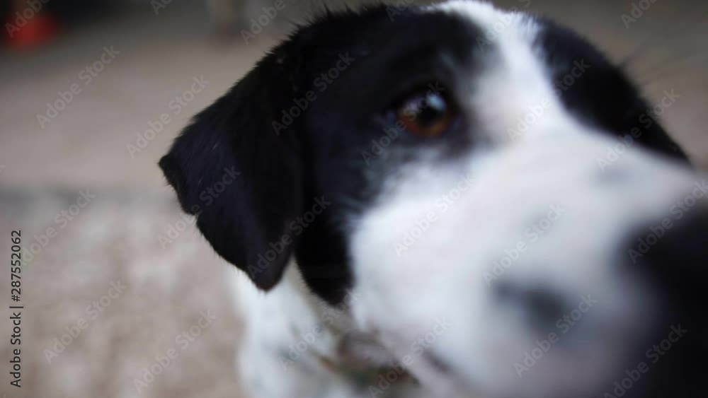 White and black dogs have a pleasant behavior footage slow motion White and black dogs have a pleasant behavior footage slow motion