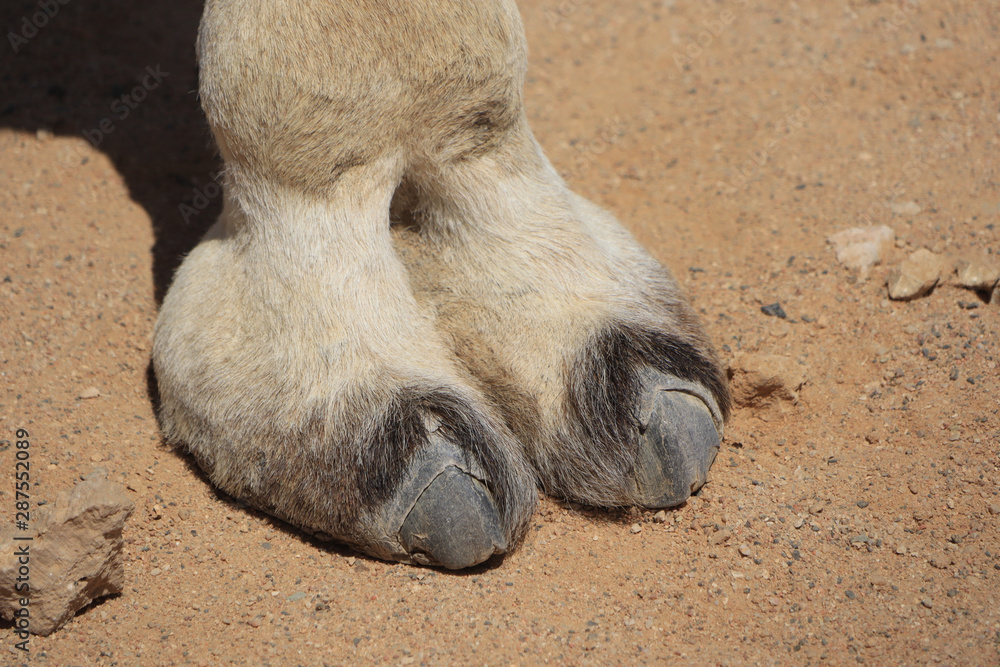 Plaid Sabot de chameau, pied à sabots fourchus typique, fond de sable -  Nikkel-Art.fr