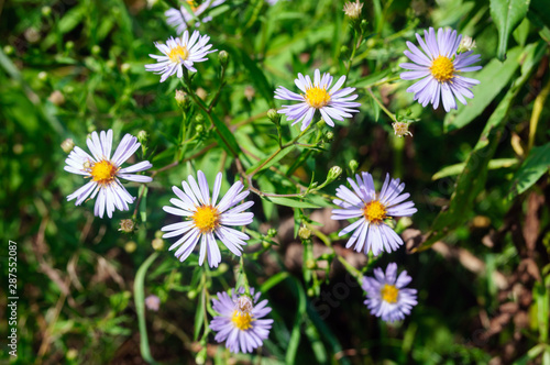 Blue camomile asters in the garden  aster amellus.