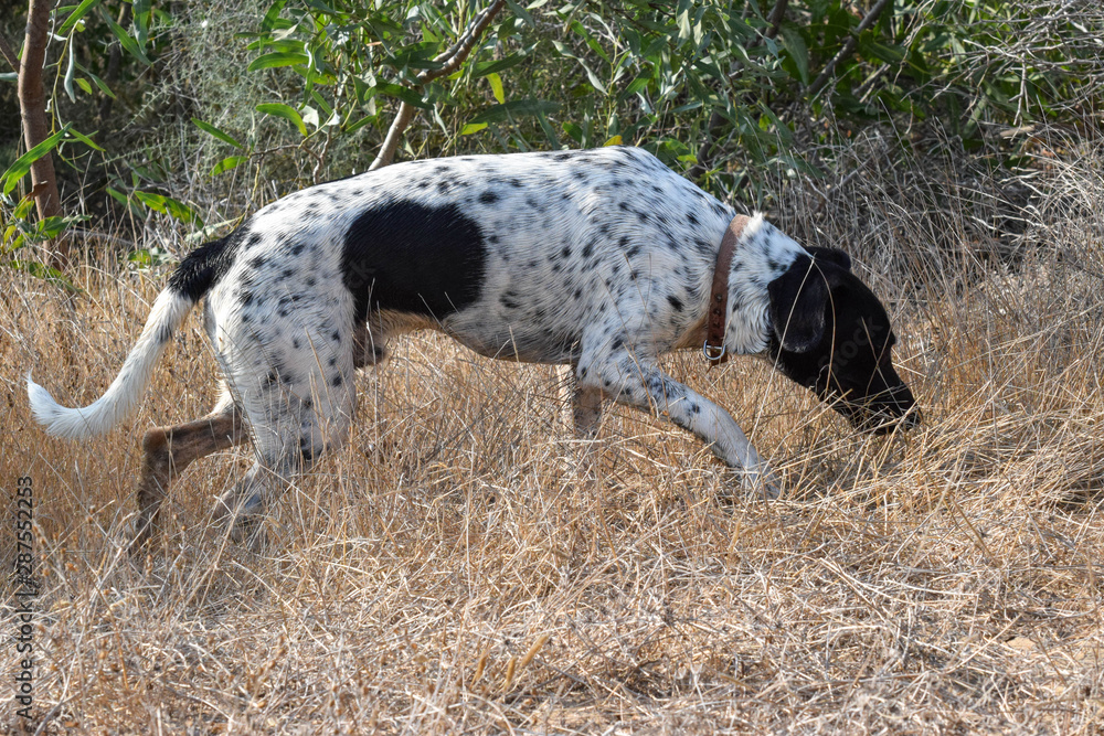 Funny dog, pointer, in the outside