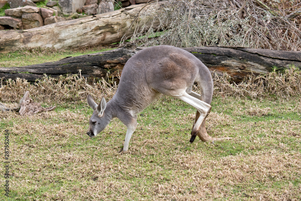 a red kangaroo walking a red kangaroo walking