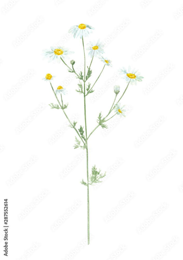 Watercolor hand drawn botanical illustration with wild field or meadow flower Chamomile  (Matricaria Chamomilla, Matricaria Recutita) isolated on white background. - obrazy, fototapety, plakaty 