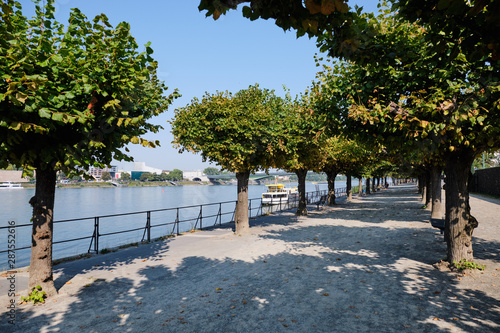 Bank of Rhine with trees in Bonn