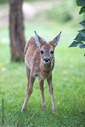 Deer Fawn (Capreolus capreolus, Reh, Kitz, Rehkitz)