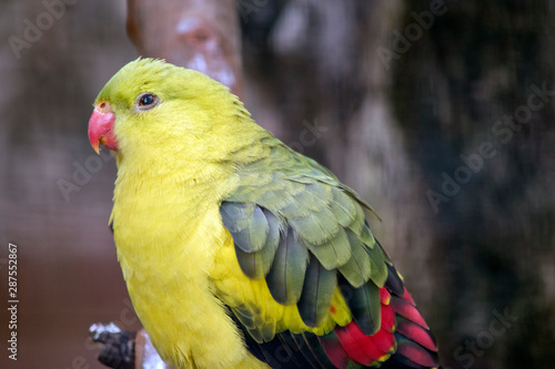 this is a male regent parrot
