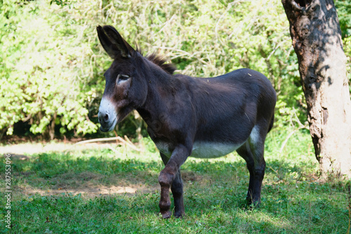 Image of a donkey