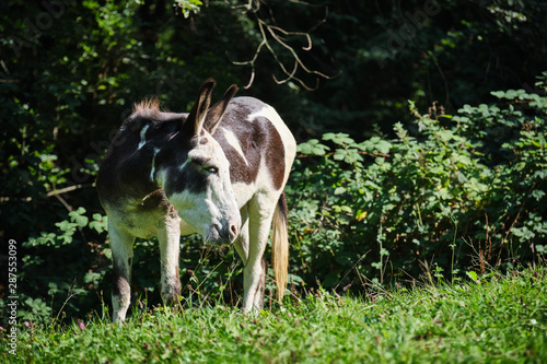 Image of a donkey