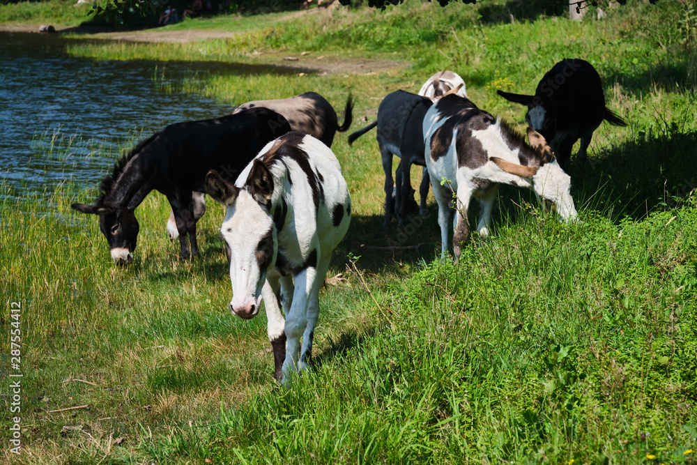 Donkeys at the famous maar in eifel in Germany Donkeys at the famous maar in eifel in Germany