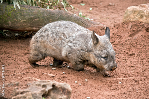 side view of a hairy nosed wombat in sand