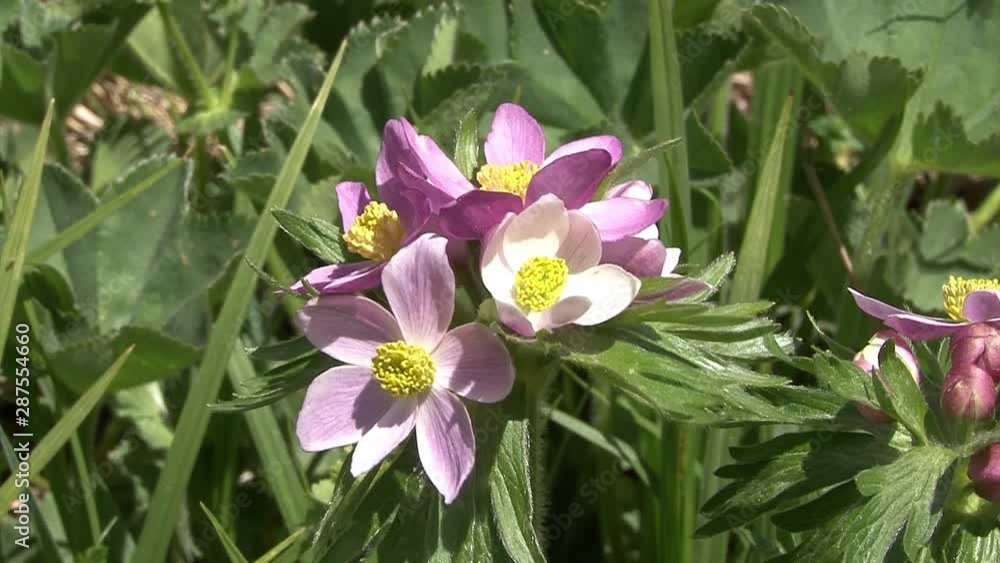 Caucasus, Ossetia. Digoria Gorge. Mountain flowers. Caucasus, Ossetia. Digoria Gorge. Mountain flowers.