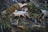 fall pine needles and leaf in the forest on the ground