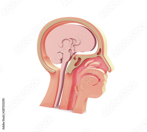Enlarged image 3D of anatomical illustration of the empty human head, ENT, Otorhinolaryngology, larynx, nostrils, teeth, brain, head bones. Standing image.