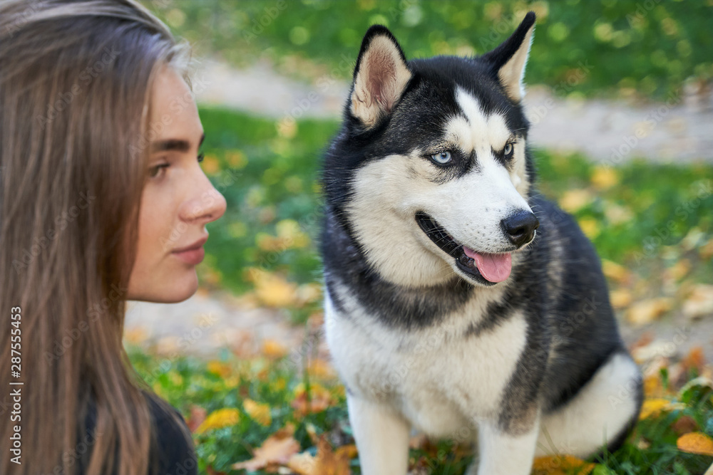 Young beautiful girl playing with her cute husky dog pet in autumn park covered with red and yellow fallen leaves Young beautiful girl playing with her cute husky dog pet in autumn park covered with red and yellow fallen leaves