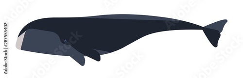 Arctic whale flat vector illustration. Huge marine animal side view. Abstract giant bowhead whale. Balaena mysticetus species minimalist drawing. Endangered Arctic waters mammal clipart.