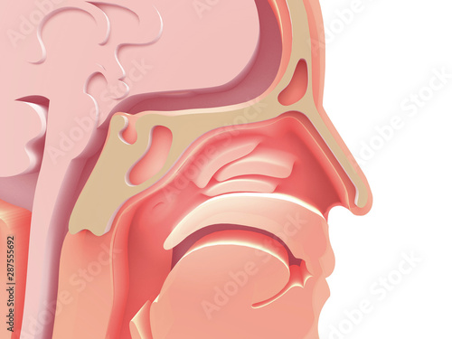 Canvas Print 3D enlarged image of the anatomical illustration of the empty human head, Otorhinolaryngology (ENT)