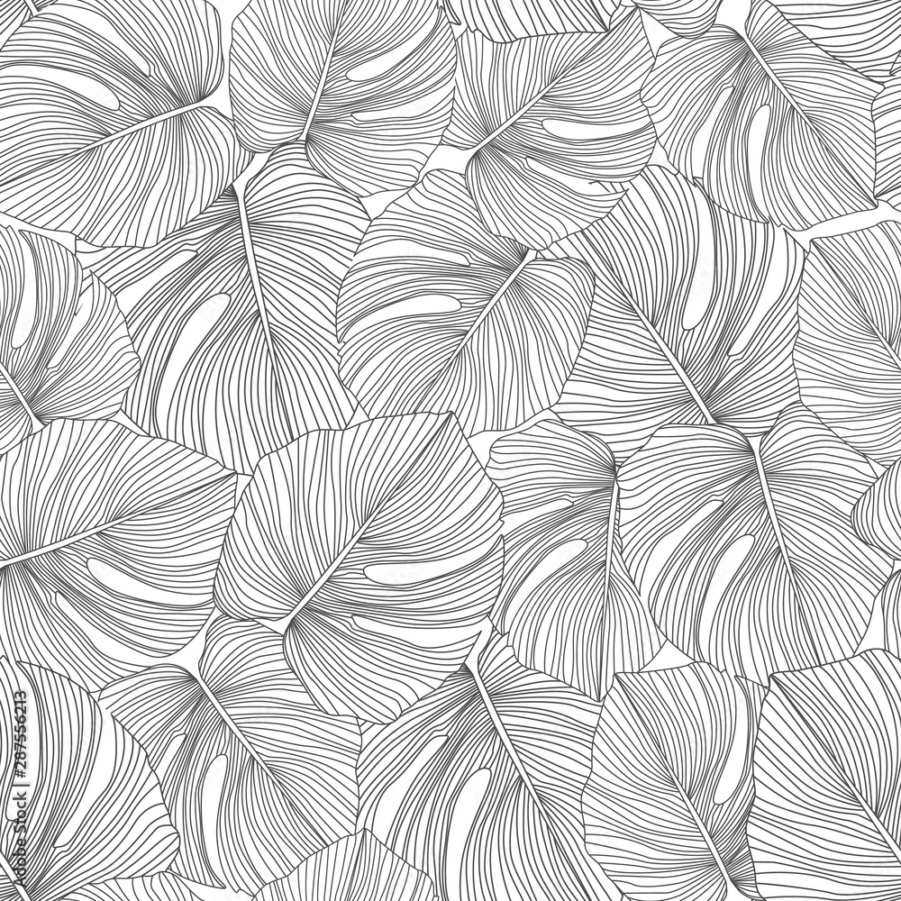 Fototapeta Monochromatyczne monstera liście czarno-białe