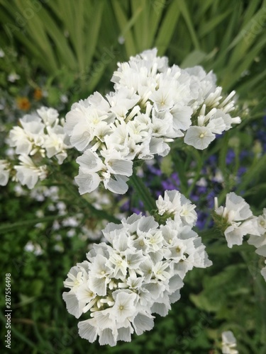 dried flower, kermek white, august