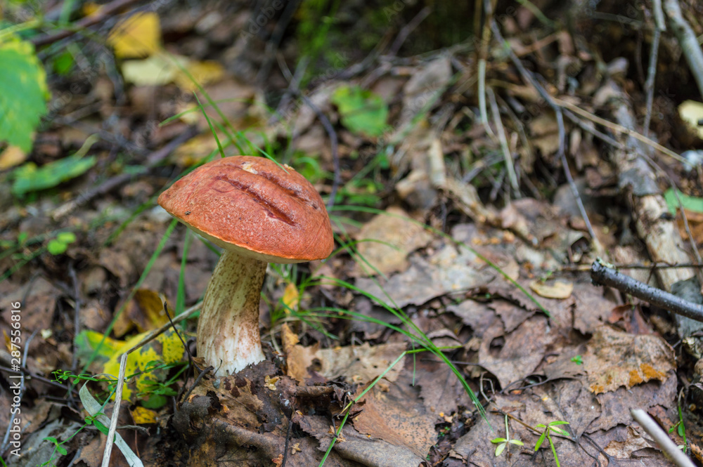 Mushroom Headhead Mushroom Headhead