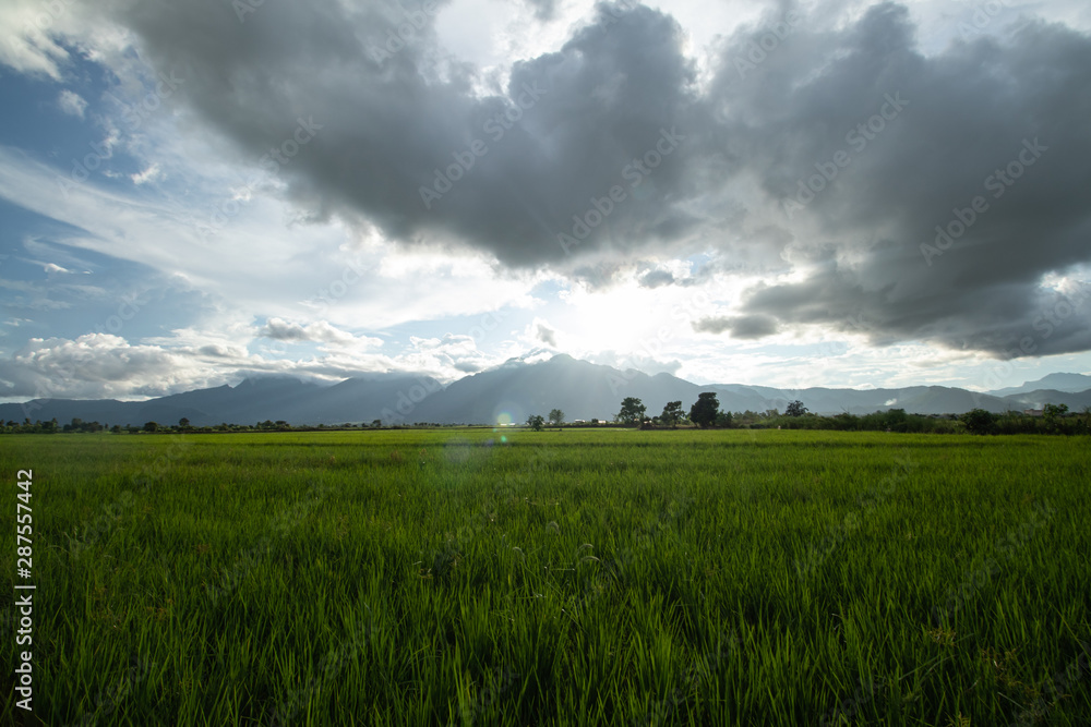Fototapeta premium Rice field and mountain shot, cloudy sky and lens flare, blue sky, green grass, tropical climate