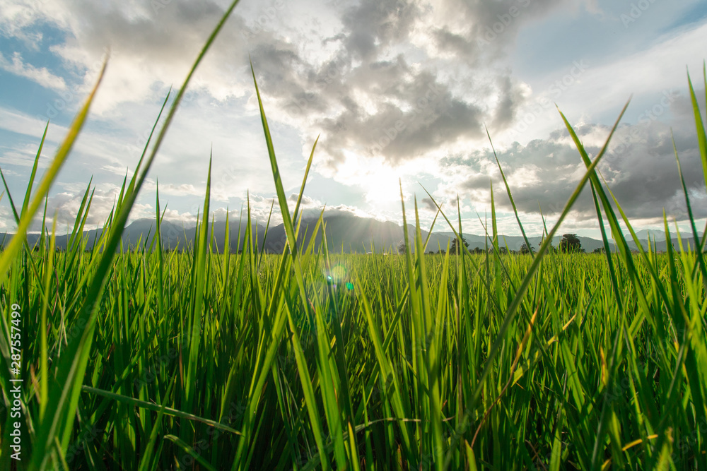 Obraz premium close up green Rice field with mountain background on the cloudy day , road side