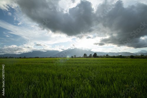 Rice field and mountain shot  cloudy sky and lens flare  blue sky  green grass  tropical climate