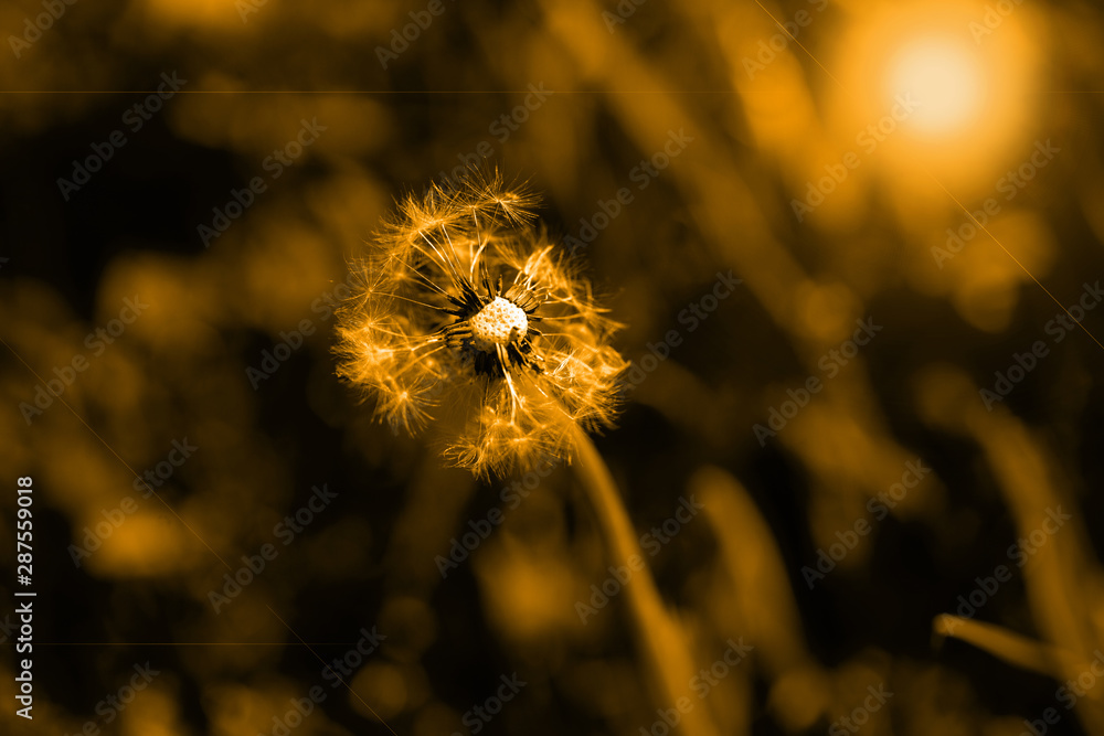 Art photo of dandelion seeds close up on natural blurred background.Monochrome photography.