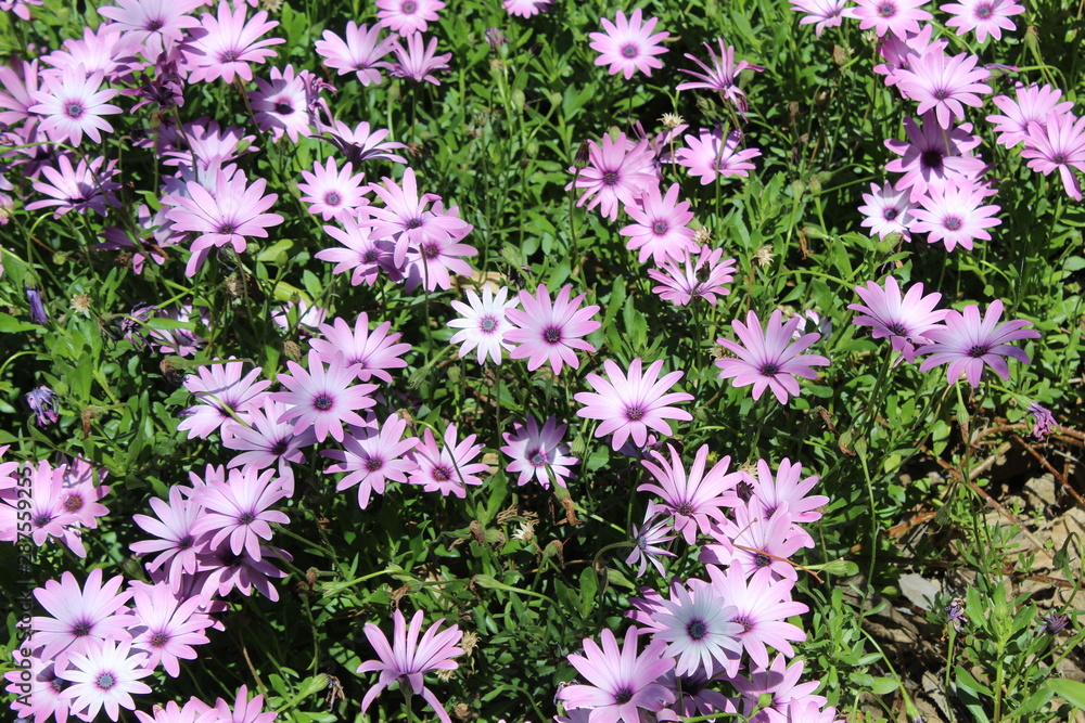 African daisy in full tan African daisy in full tan