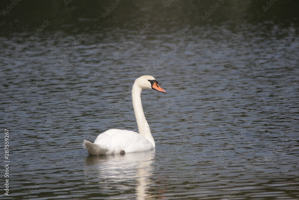 Höckerschwan Höckerschwan