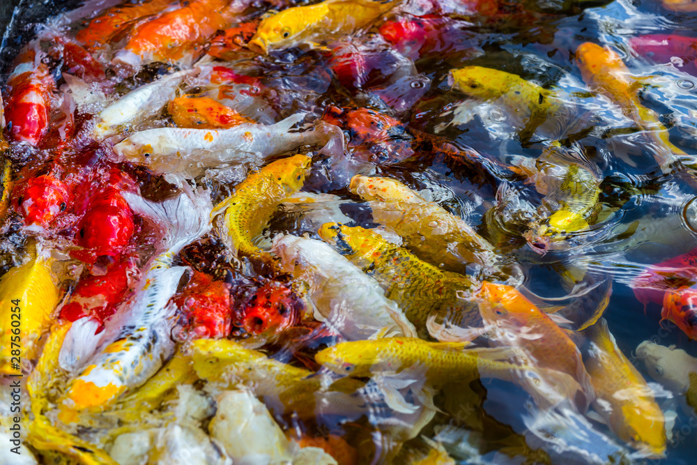 Koi Carps Fish Japanese swimming Koi Carps Fish Japanese swimming