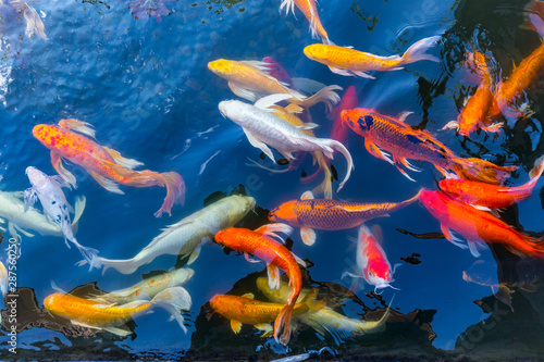 Koi Carps Fish Japanese swimming photo