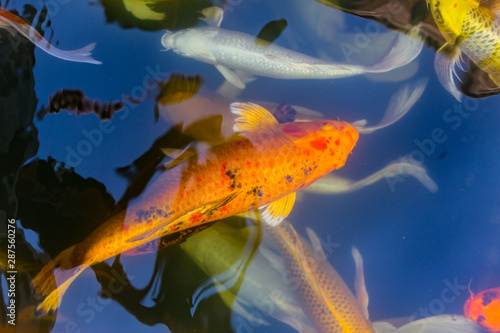 Koi Carps Fish Japanese swimming photo