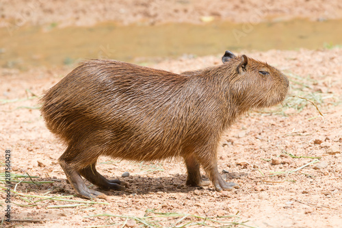 Close up of a Capybara