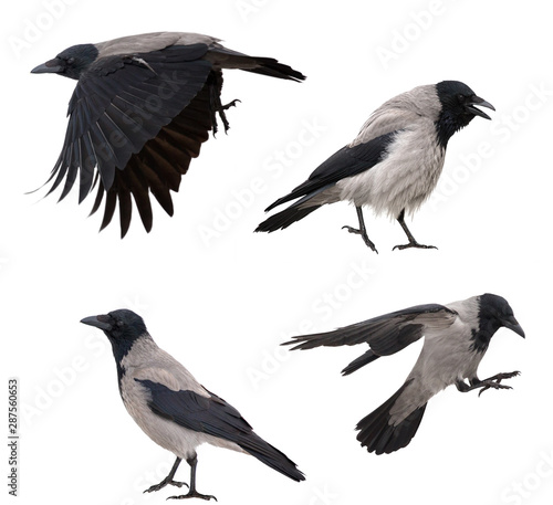 four grey crows isolated on white
