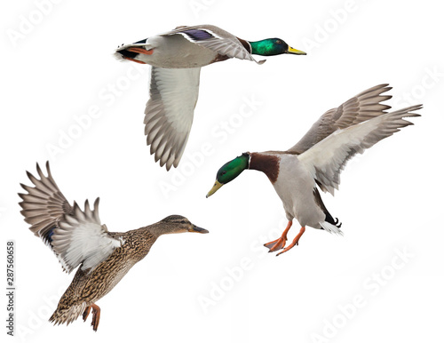 isolated three mallard ducks in flight