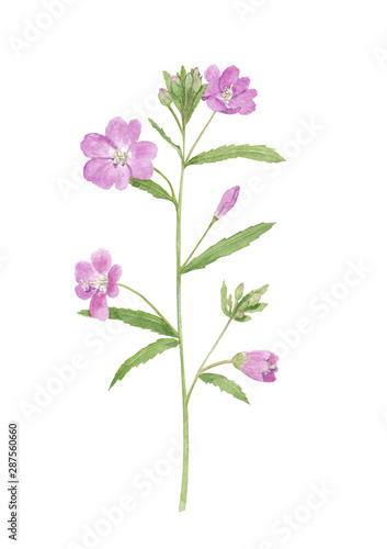 Watercolor hand drawn botanical illustration with willowherb epilobium (fireweed) flower, wild meadow plant isolated on white background. Good for design, print, poster, card and fabric. © Lelakordrawings