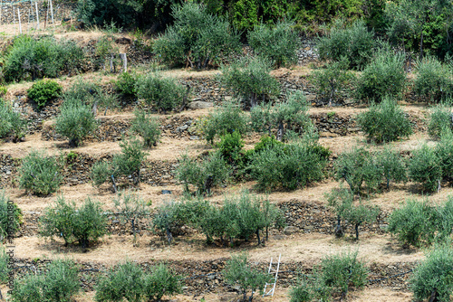 Terraced fields with olive trees at summer, Vernazza, Cinque Terre, Liguria, Italy, Europe