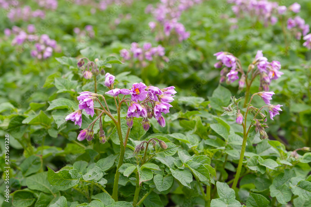 Potato variety with purple flowers. Blooming potatoes close-up. Potato variety with purple flowers. Blooming potatoes close-up.
