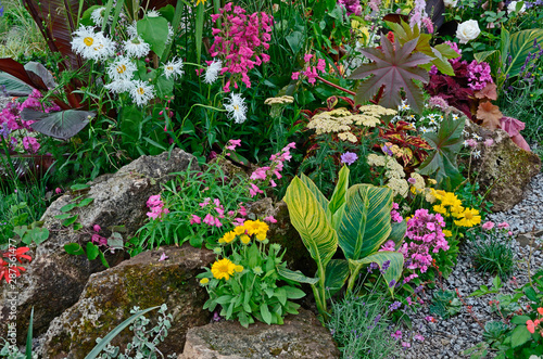 A colourful flower border with wild planting of mixed flowers including Astilbe, Phlox, Lupins and Leucanthemum Shasta daisy photo