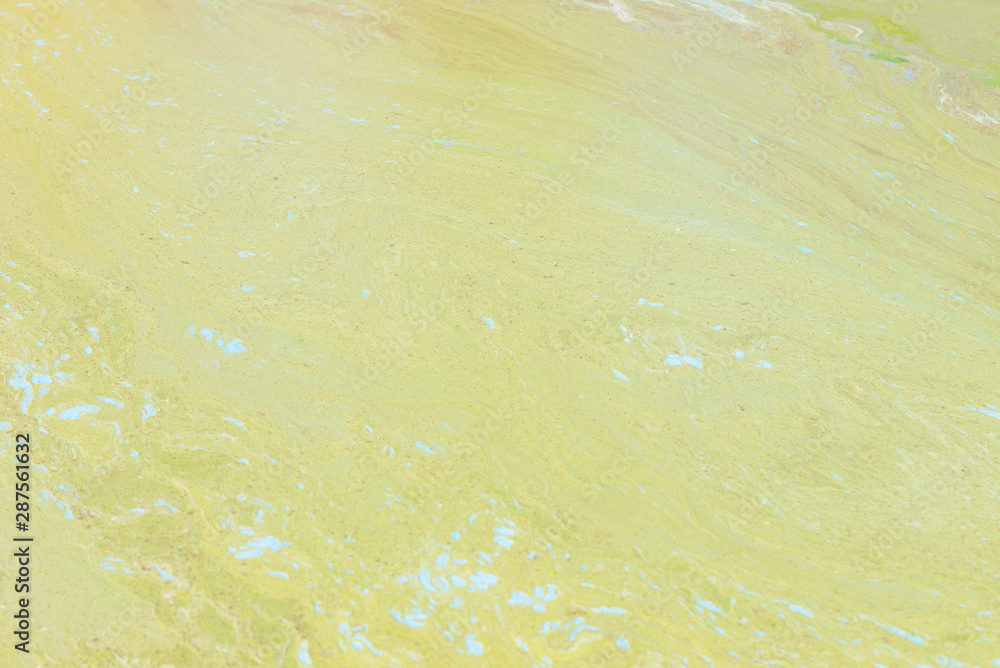 Colored plants in dirty water. Colored plants in dirty water.