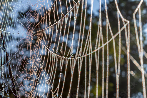 Spiderweb Wet with Dew on an Early Spring Morning
