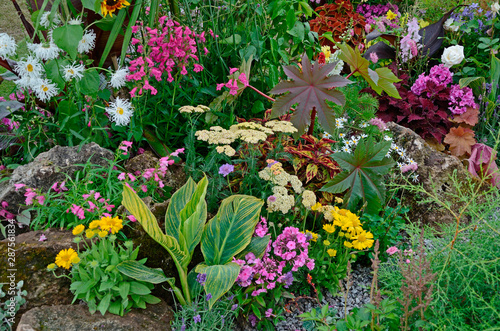 A colourful flower border with wild planting of mixed flowers including Astilbe, Phlox, Lupins and Leucanthemum Shasta daisy photo