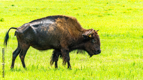 A Bison Walking in a Field of Grass